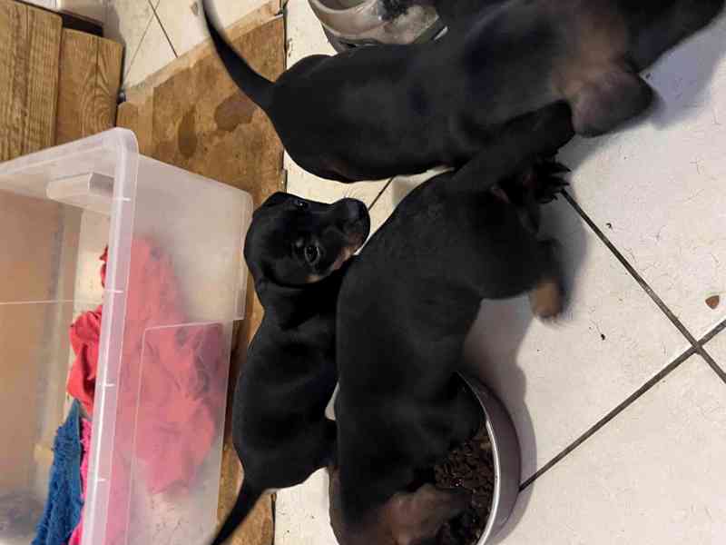 štěně jezevčík hladkosrstý standardní  - foto 4