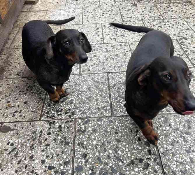 štěně jezevčík hladkosrstý standardní  - foto 11