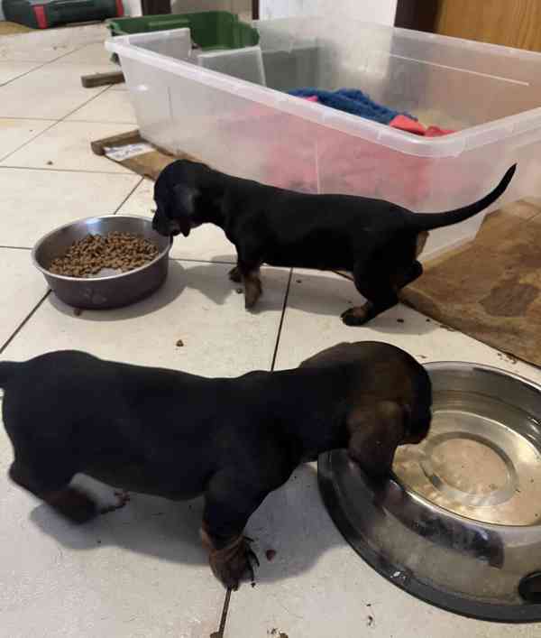 štěně jezevčík hladkosrstý standardní  - foto 5