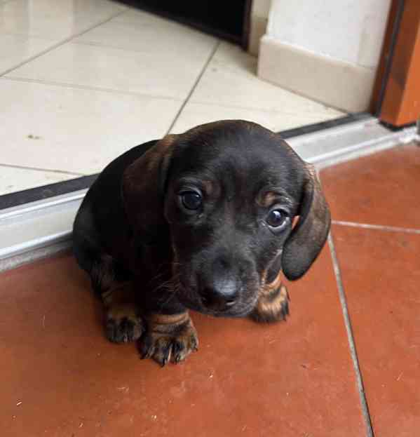 štěně jezevčík hladkosrstý standardní  - foto 8