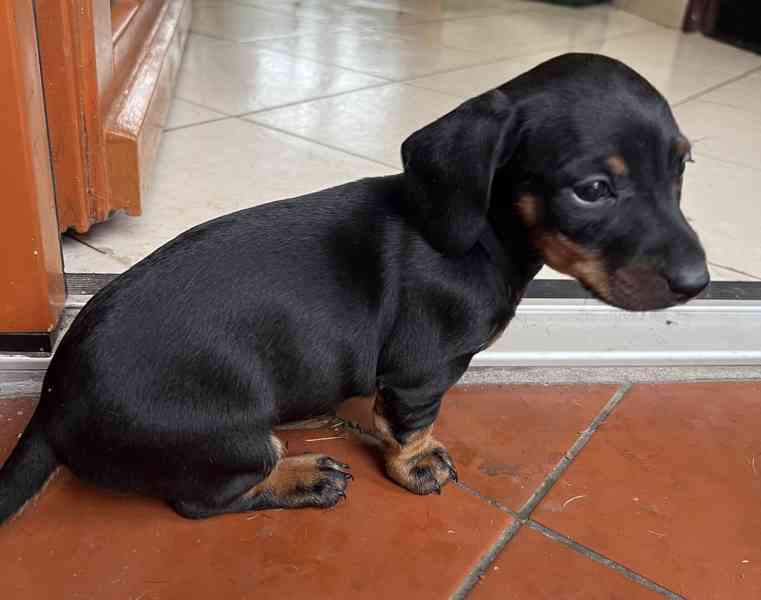 štěně jezevčík hladkosrstý standardní  - foto 7