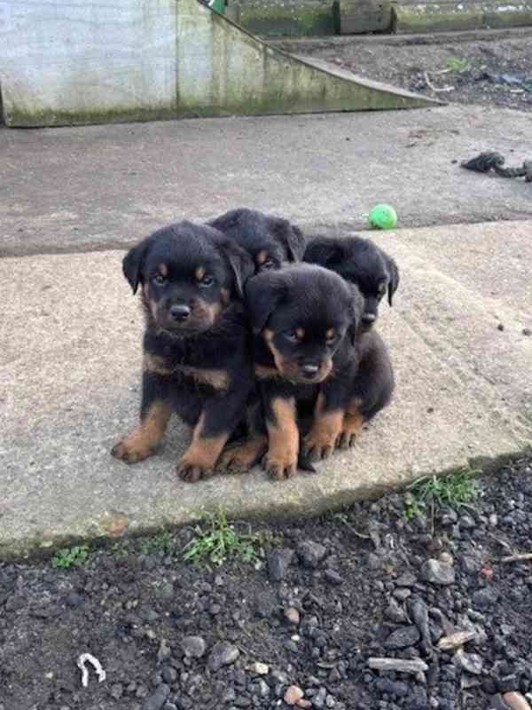 Štěňata rotvajlera KC – Německá ADRK - foto 2