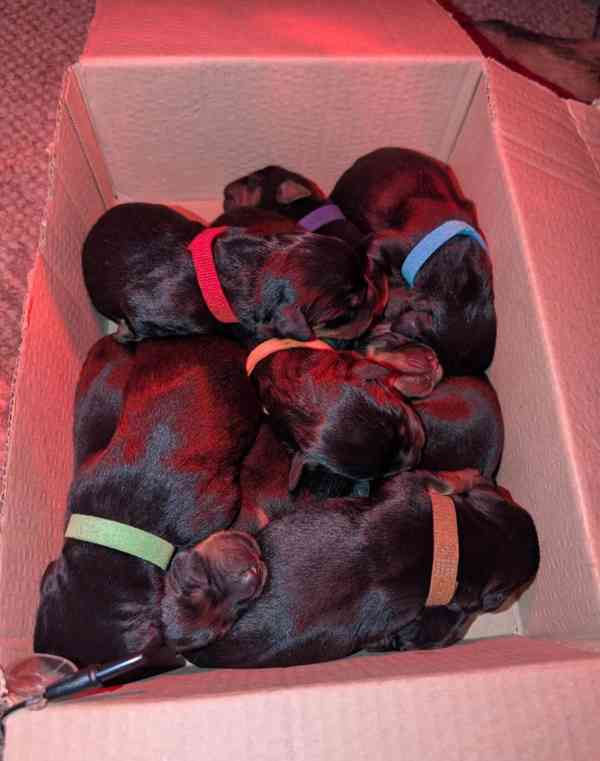 Štěňata rotvajlera KC – Německá ADRK - foto 5