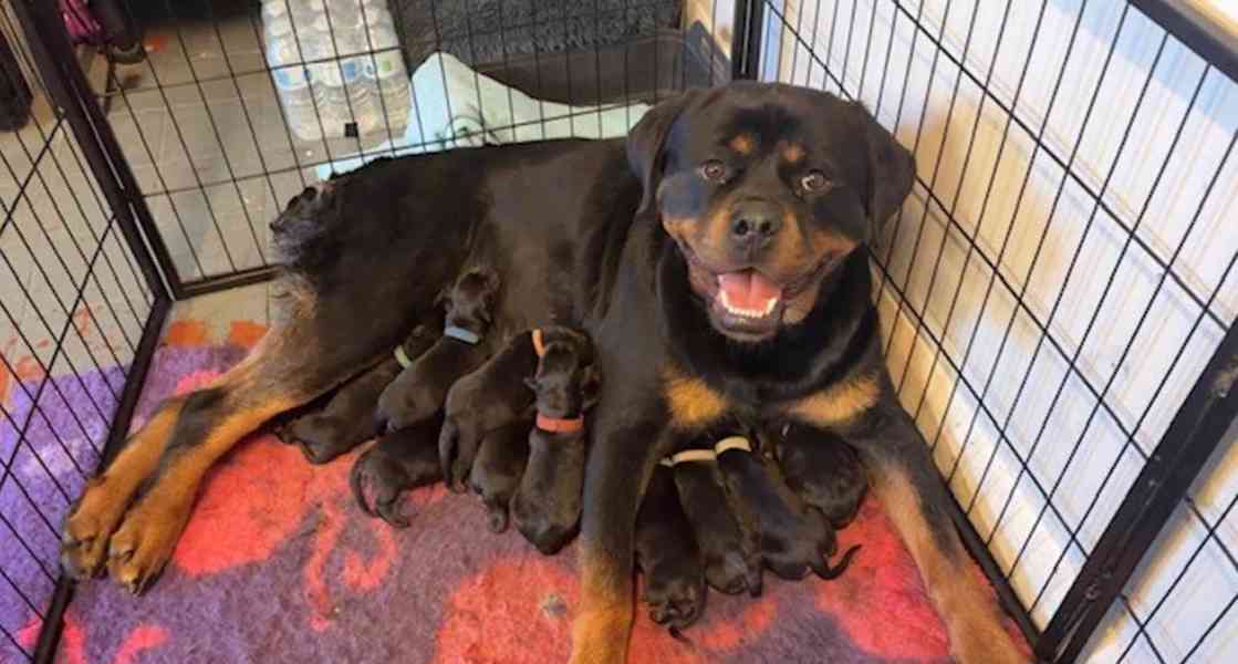 Štěňata rotvajlera KC – Německá ADRK - foto 1