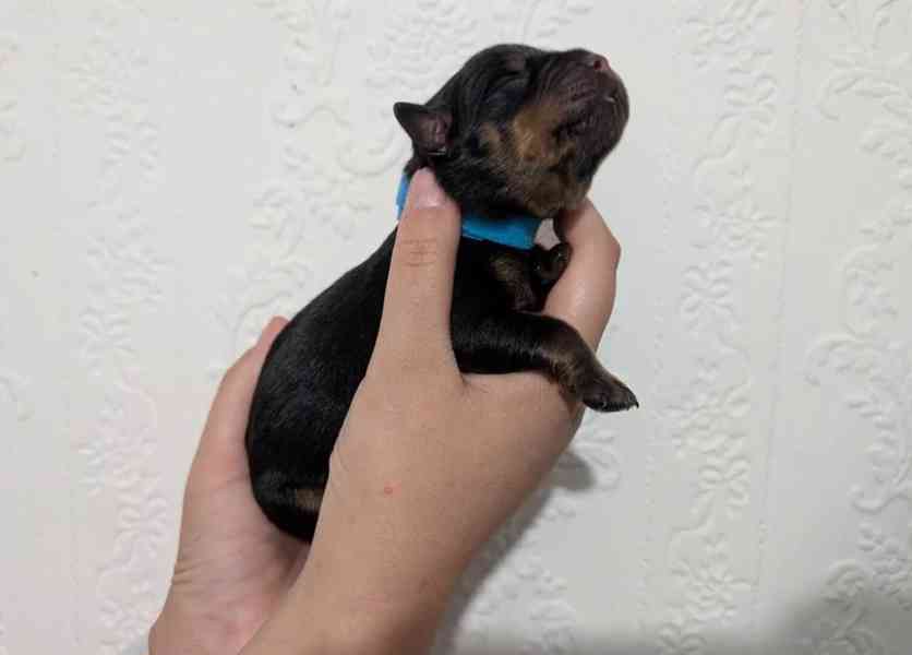 Štěňata rotvajlera KC – Německá ADRK - foto 4