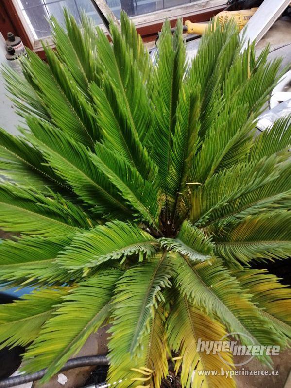 Prodám - Palma Cycas revoluta - foto 3