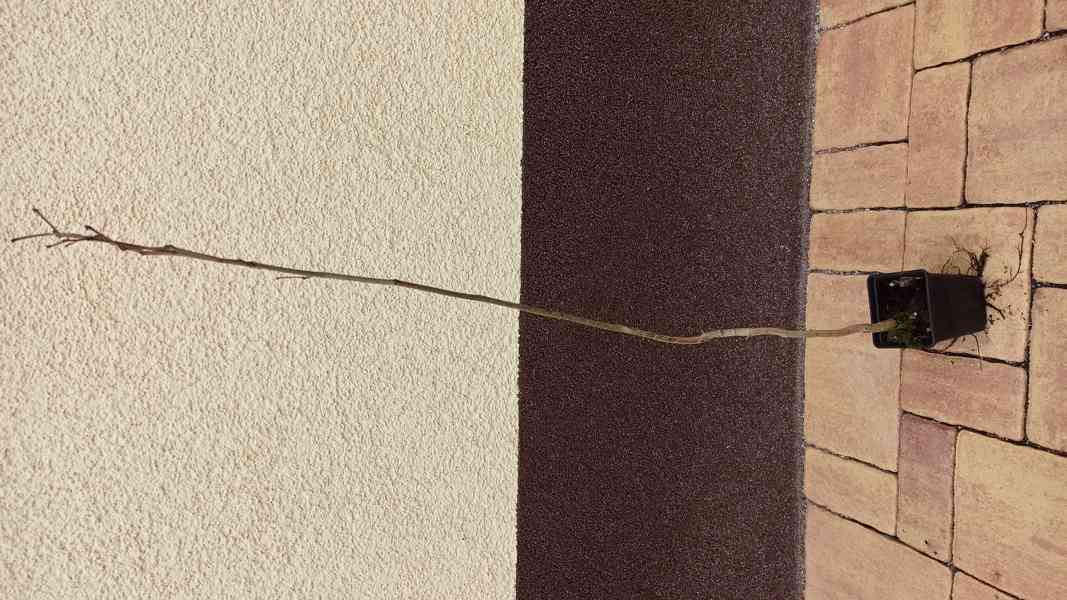 Zmarlika čínská (Cercis chinensis) - 40 - 50 cm - foto 3