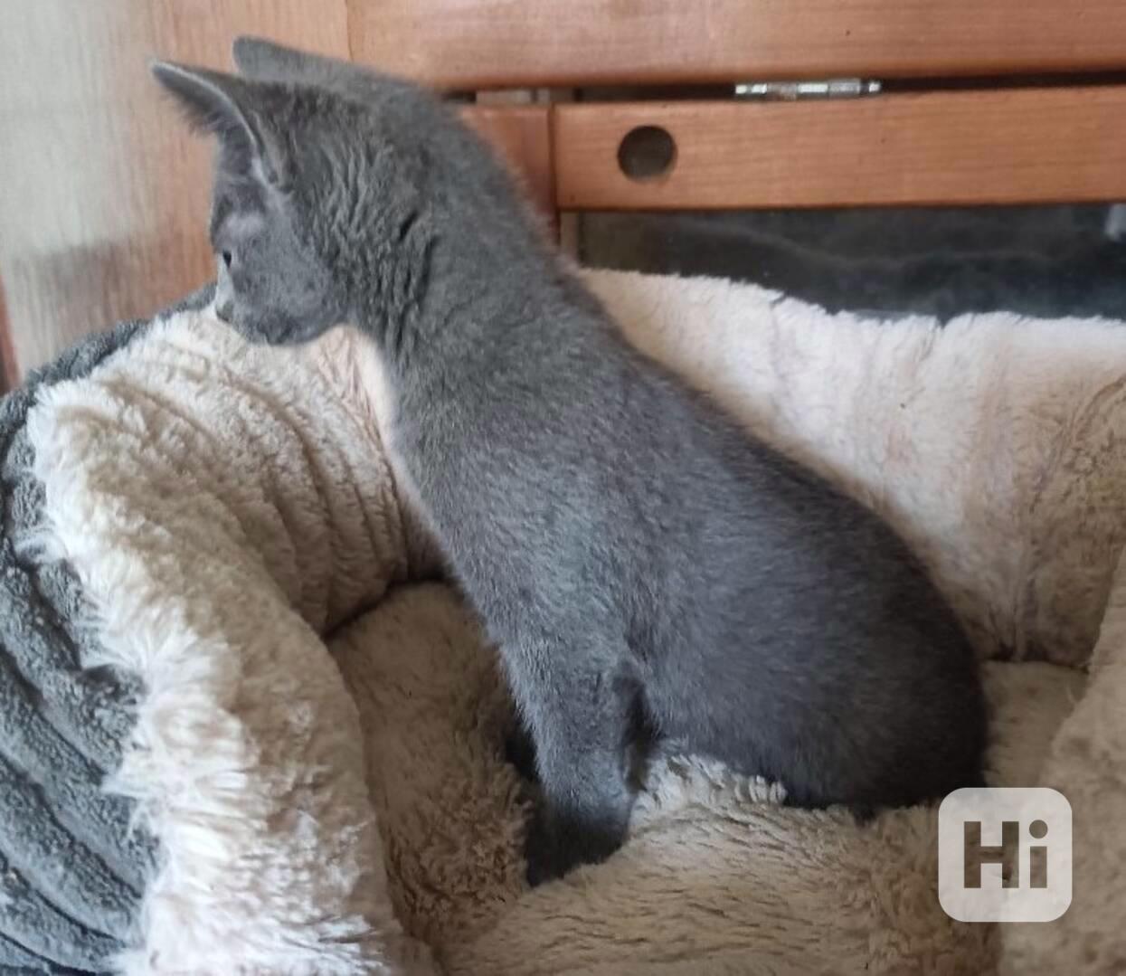 Ruská modrá - kocourek bez pp - foto 1