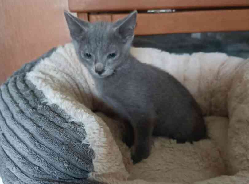 Ruská modrá - kocourek bez pp - foto 2