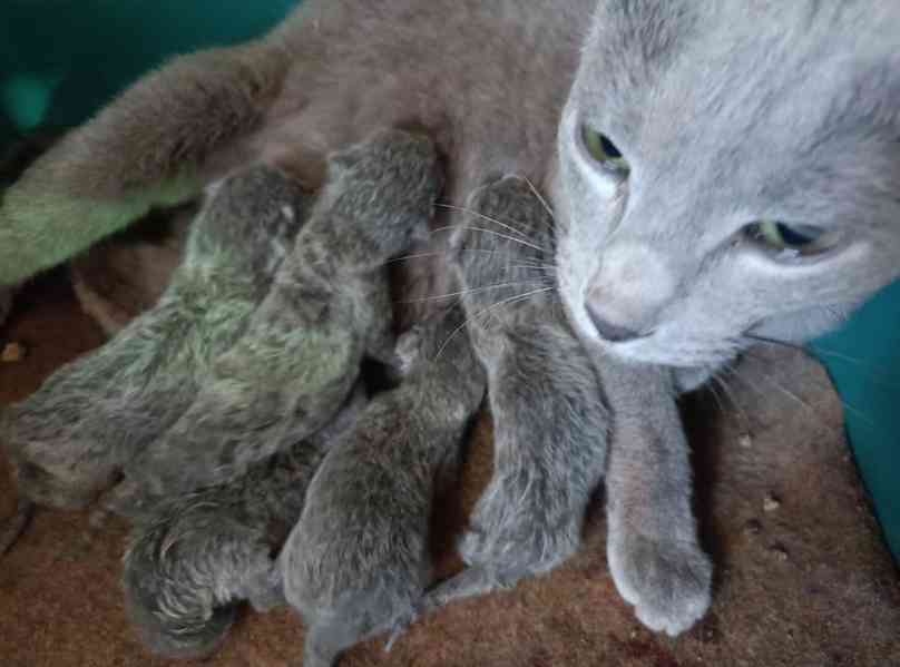 Ruská modrá - kocourek bez pp - foto 3