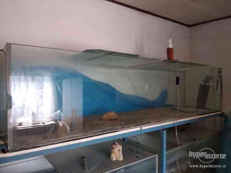 VÝPRODEJ AKVÁRIÍ - foto 1