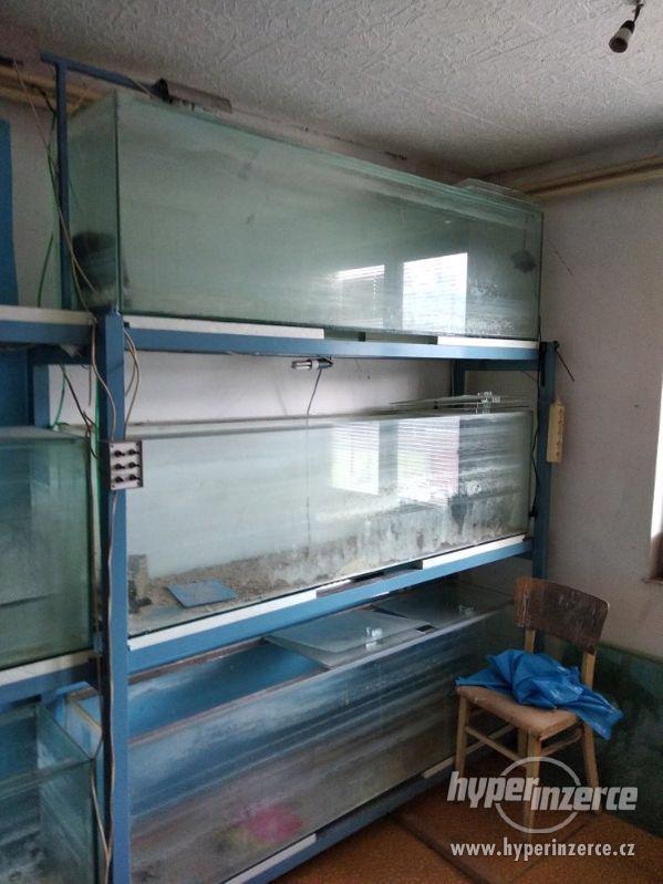 VÝPRODEJ AKVÁRIÍ - foto 3