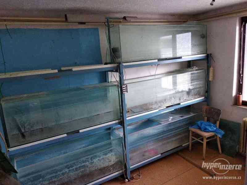 VÝPRODEJ AKVÁRIÍ - foto 5