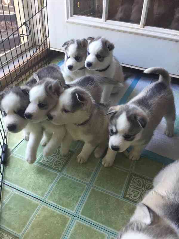 Zdarma dárek štěňata sibiřského huskyho k adopci 