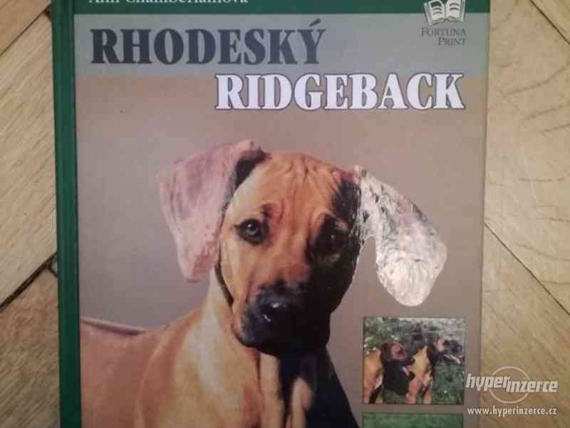 Rhodeský Ridgeback - foto 1