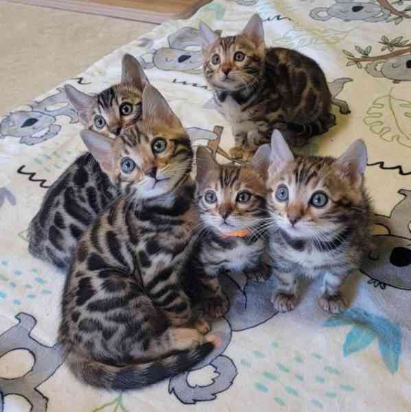perfektní bengálská koťata k adopci