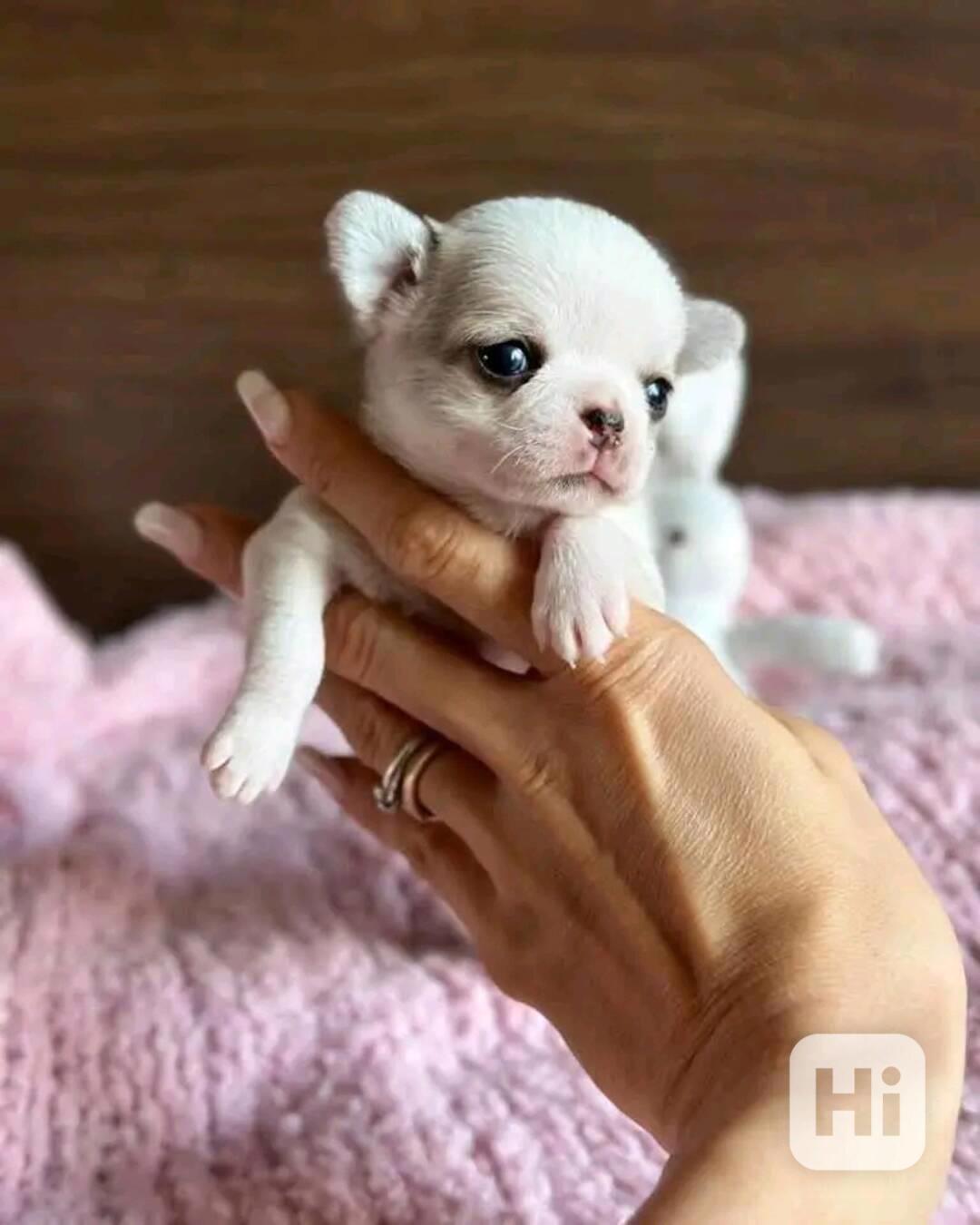 Cute chihuahua baby - foto 1