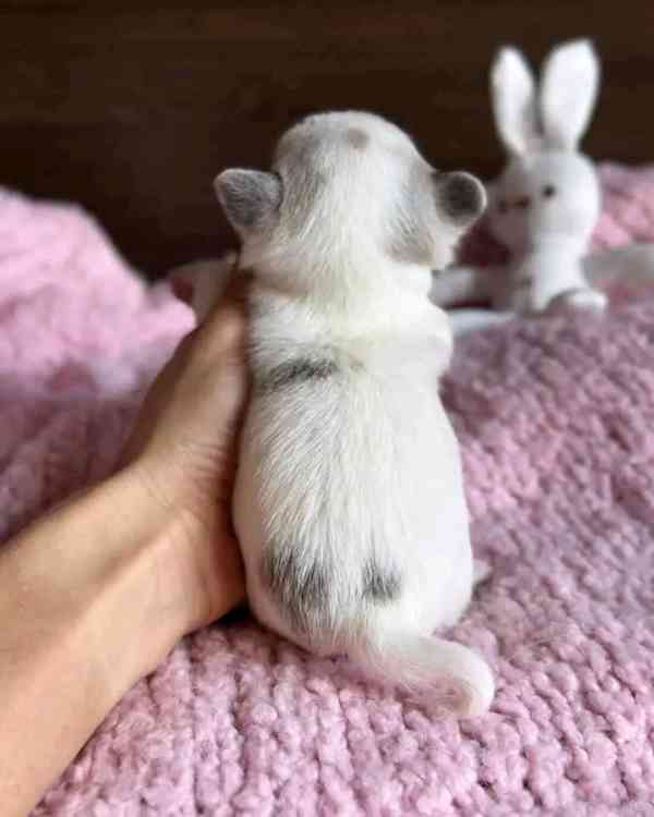 Cute chihuahua baby - foto 3