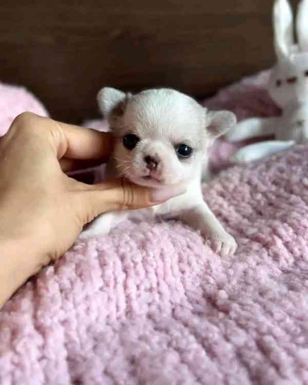 Cute chihuahua baby - foto 2
