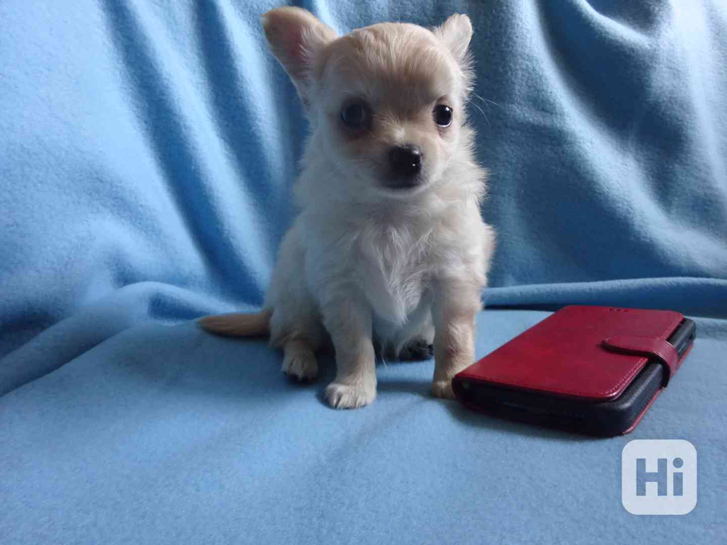 🐶 Nabízím štěňátko čivavy – dlouhosrstý pejsek bez PP 🐾 - foto 1