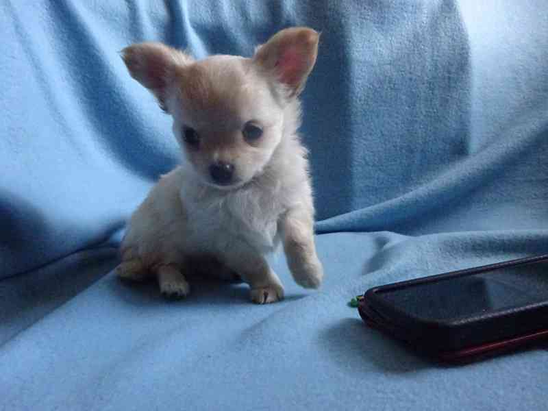 🐶 Nabízím štěňátko čivavy – dlouhosrstý pejsek bez PP 🐾 - foto 5