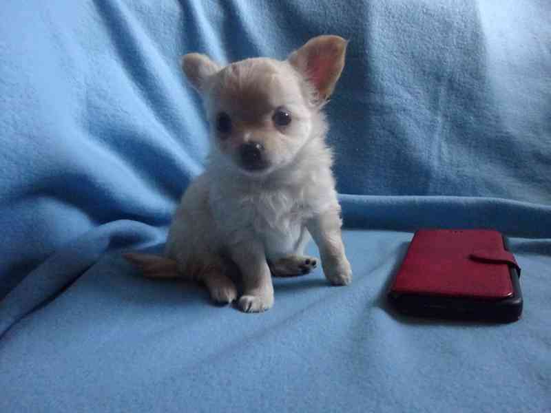 🐶 Nabízím štěňátko čivavy – dlouhosrstý pejsek bez PP 🐾 - foto 3