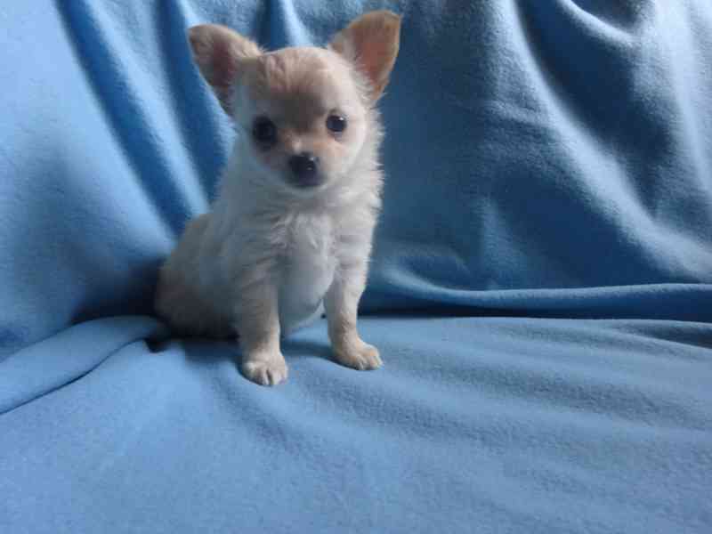 🐶 Nabízím štěňátko čivavy – dlouhosrstý pejsek bez PP 🐾 - foto 2