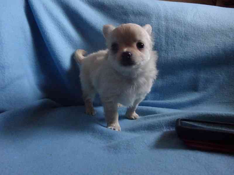 🐶 Nabízím štěňátko čivavy – dlouhosrstý pejsek bez PP 🐾 - foto 6