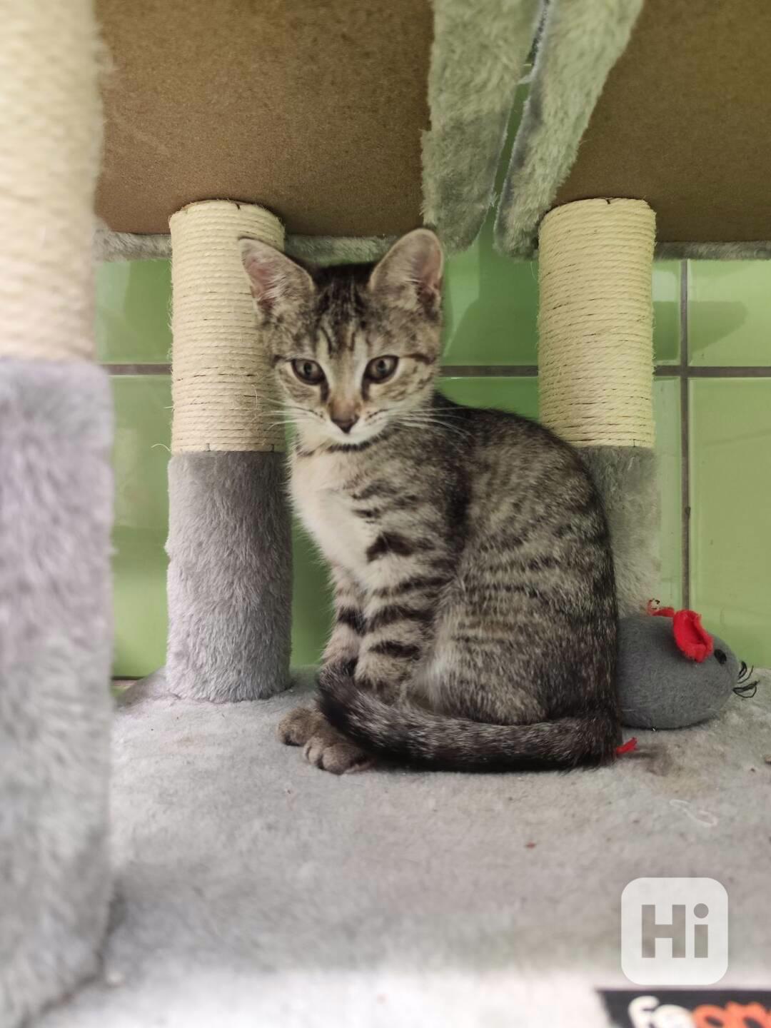 Kotě v útulku, Miri, čtyři měsíce staré - foto 1