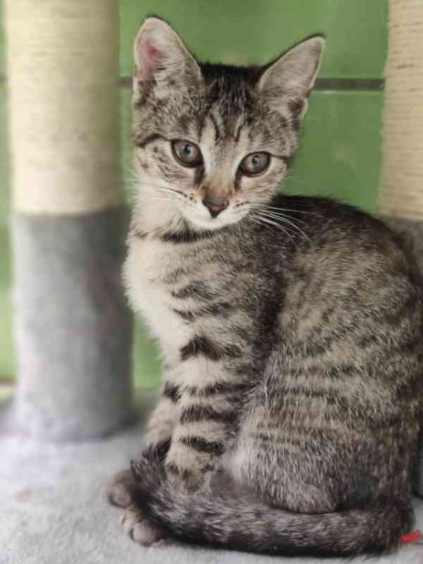 Kotě v útulku, Miri, čtyři měsíce staré - foto 2