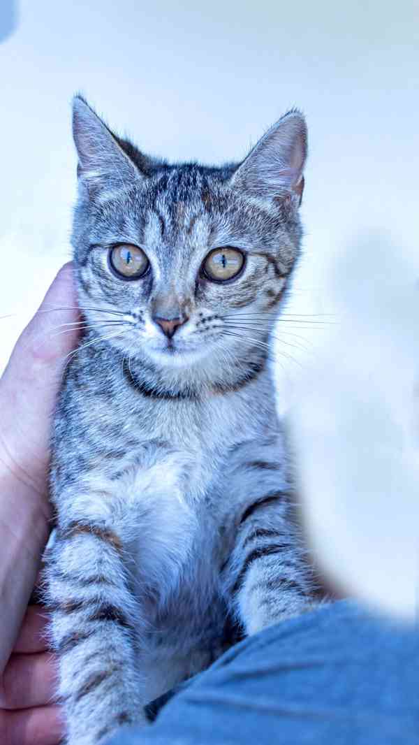 Kotě v útulku, Miri, čtyři měsíce staré - foto 3