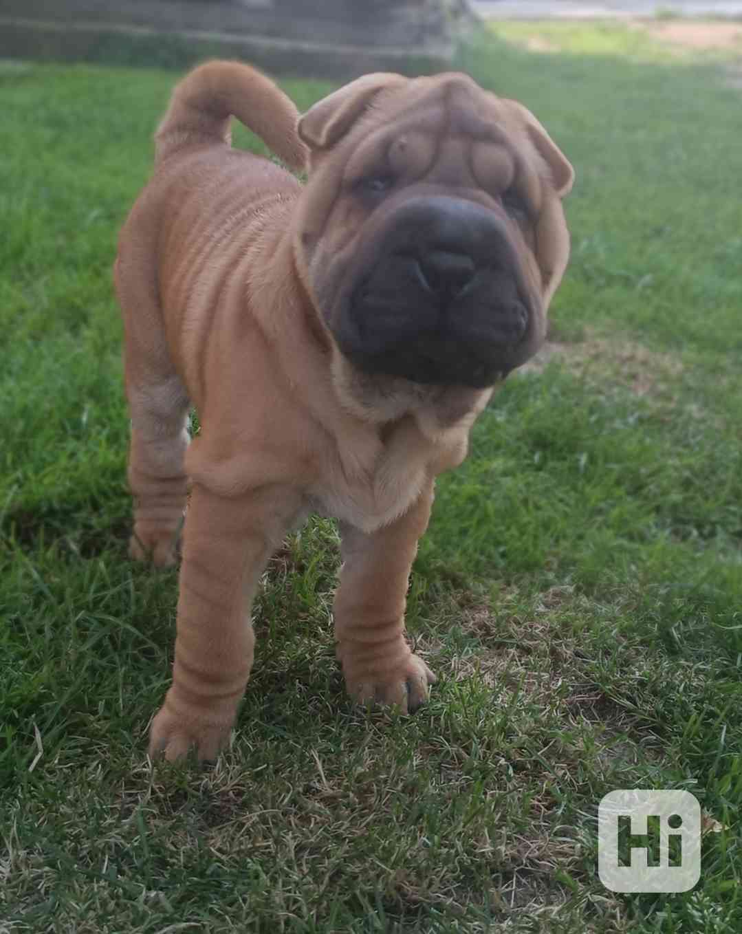 Shar-pei,šarpej - štěňátka s PP - foto 1