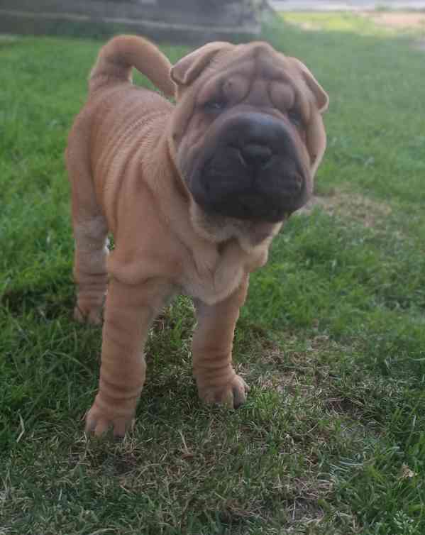 Shar-pei,šarpej - štěňátka s PP - foto 1