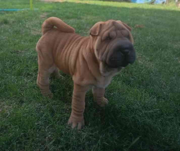 Shar-pei,šarpej - štěňátka s PP - foto 3