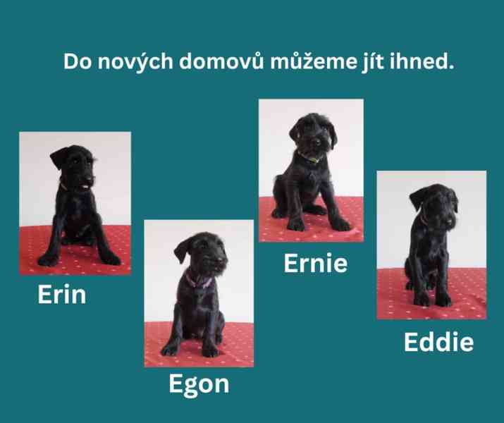 Štěně knírač štřední černý s PP - foto 2