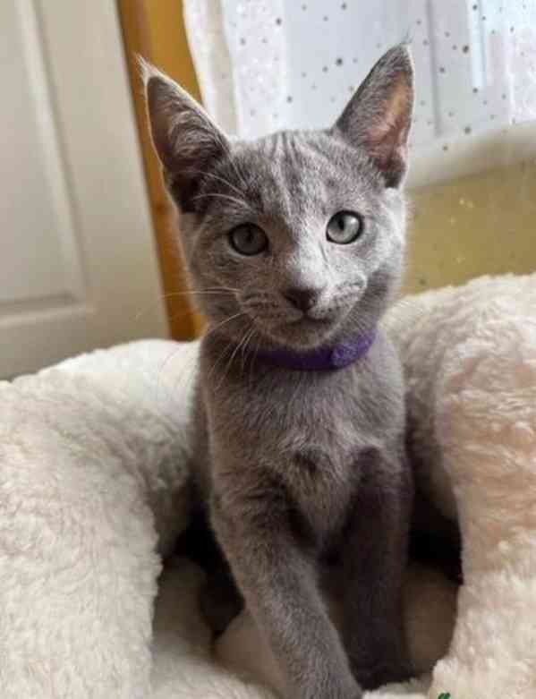 Vynikající ruská modrá koťata jsou ihned k odběru - foto 2