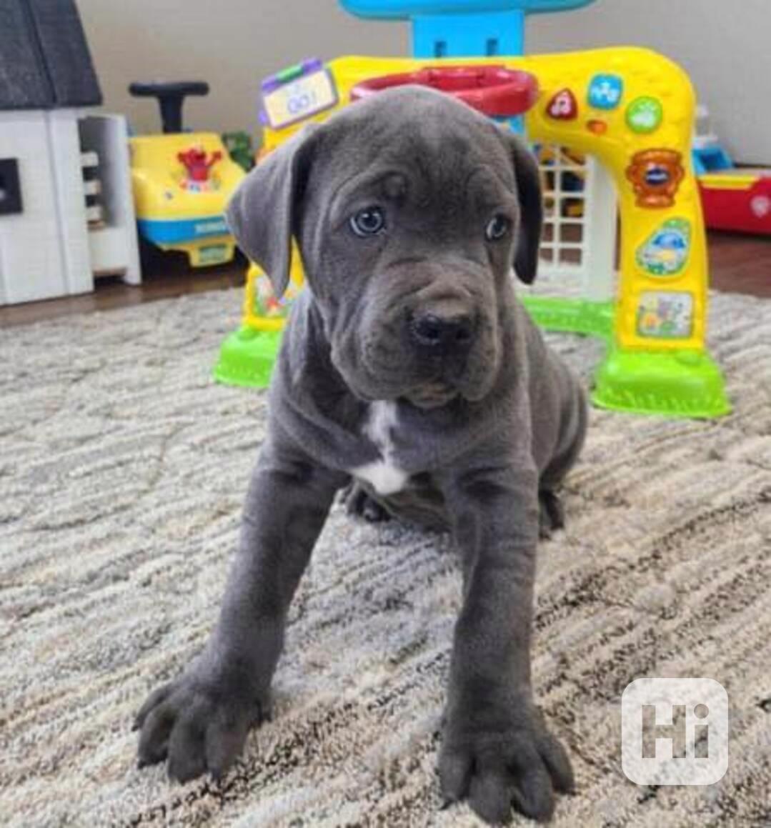 Štěňata cane corso - foto 1
