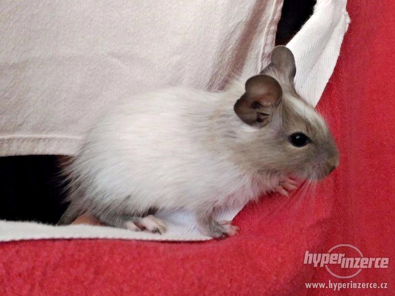 osmák degu - mladý bílomodrý sameček - foto 1