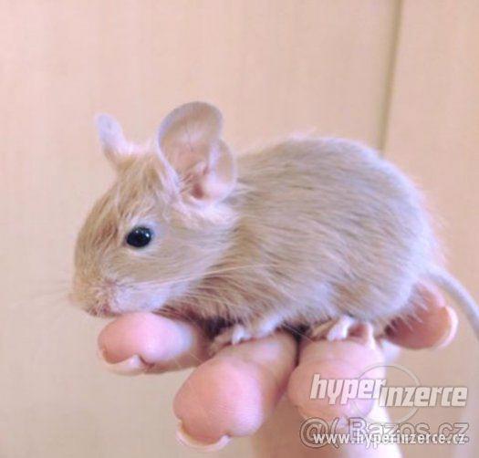 osmák degu - mladý bílomodrý sameček - foto 2