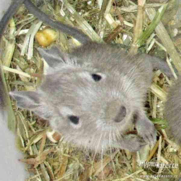 osmák degu - mladý bílomodrý sameček - foto 3