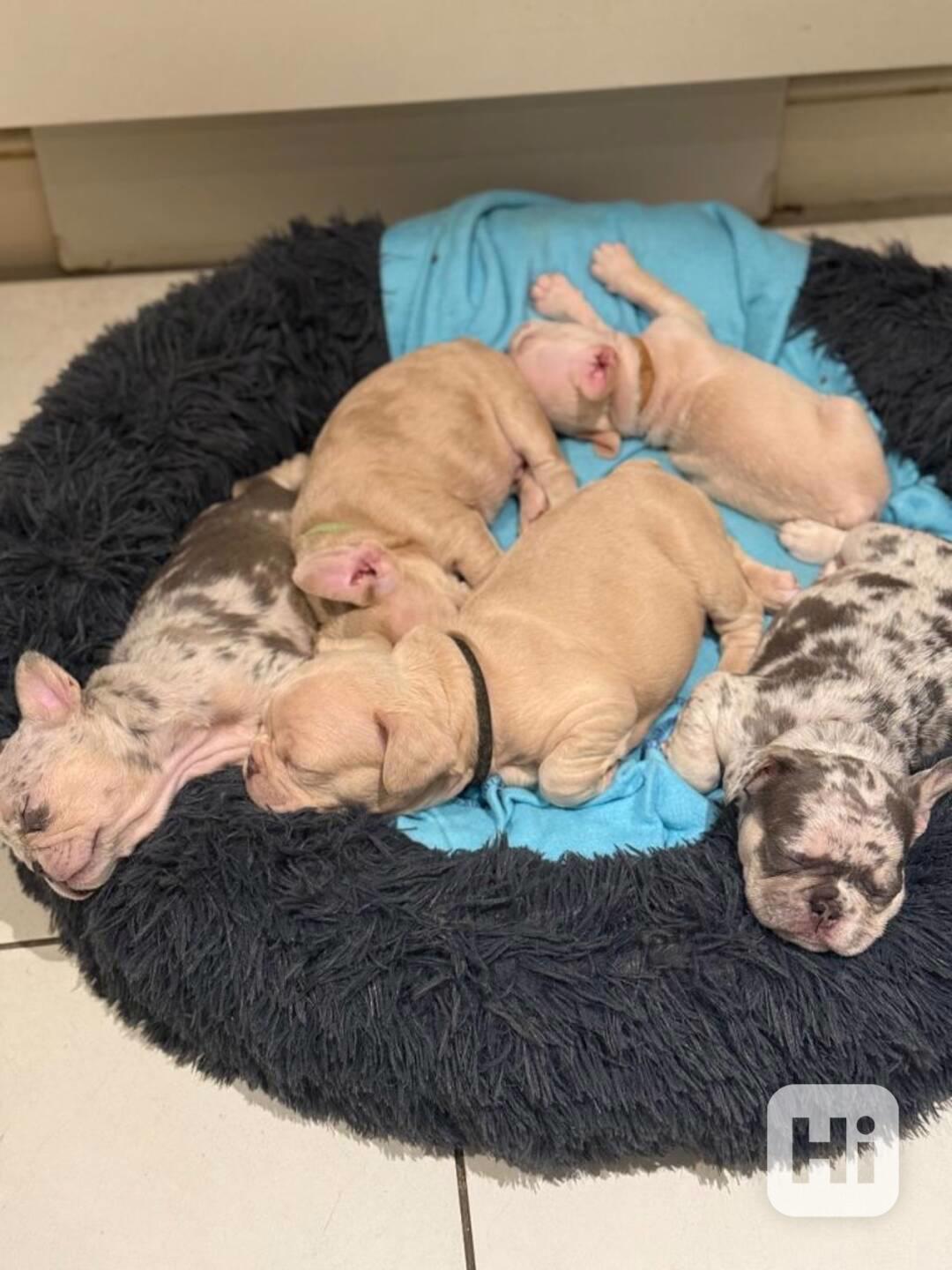 Francouzský buldoček k adopci - foto 1