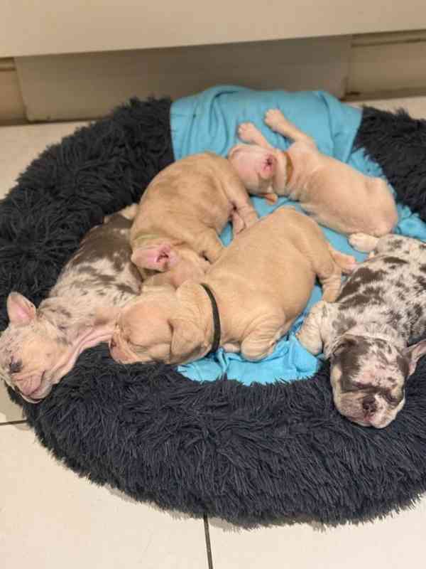 Francouzský buldoček k adopci - foto 1