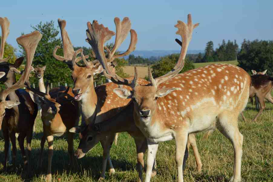 Prodej Daňka evropského - bazar - Hyperinzerce.cz
