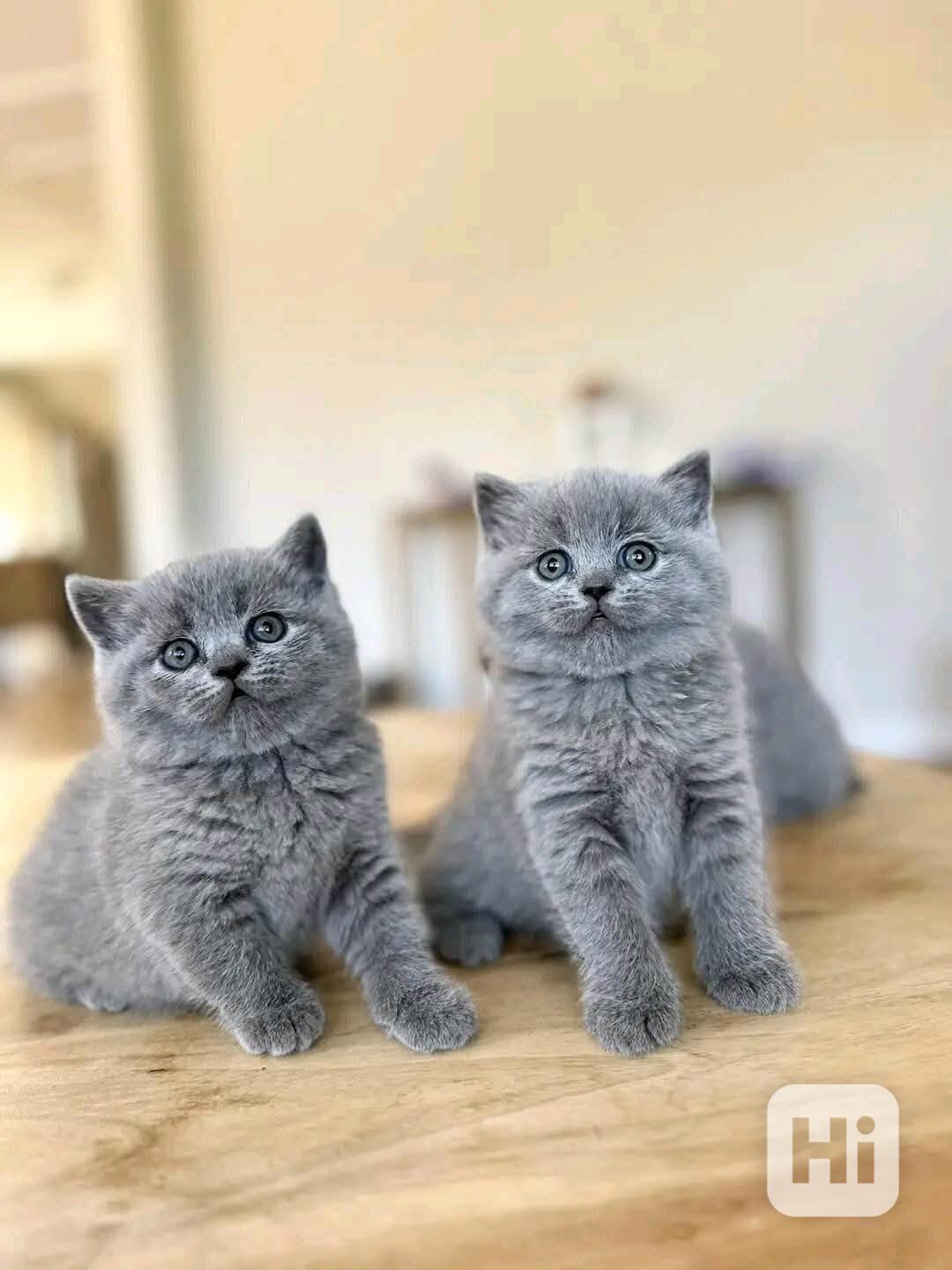 Koťata britské krátkosrsté šelmy k dispozici - foto 1