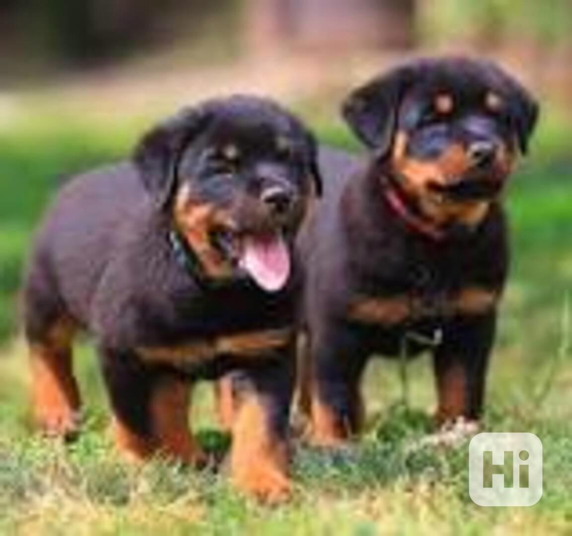 Rotvajler štěňata s PP - Rottweiler - štěně - foto 1