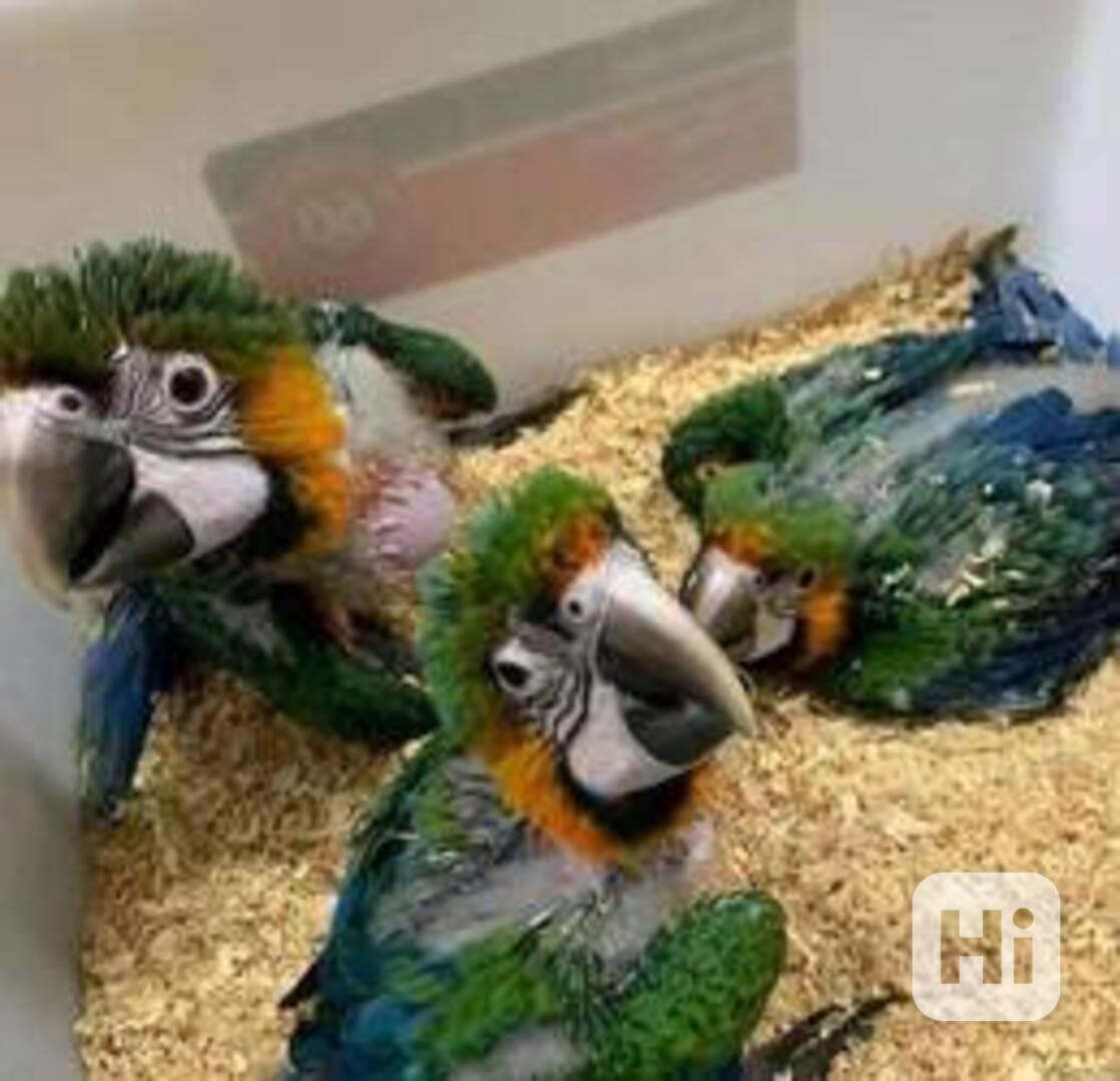 Mláďata i dospělí papoušci k dispozici - foto 1