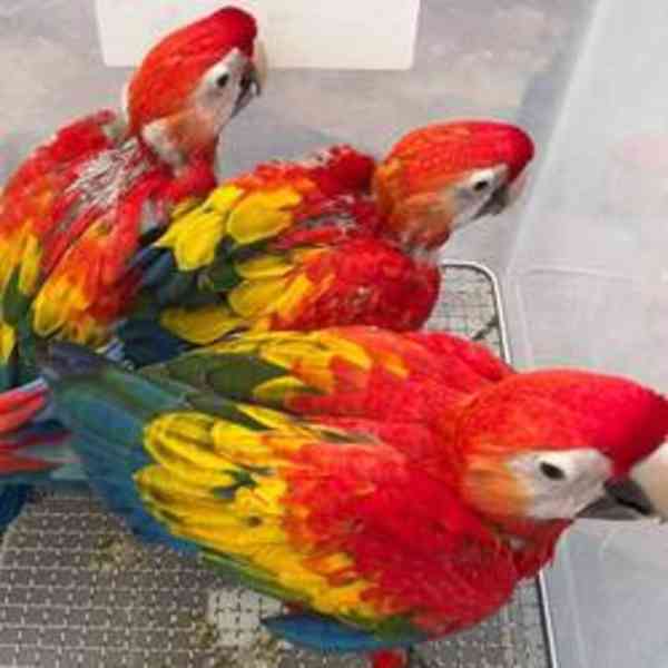 Mláďata i dospělí papoušci k dispozici - foto 2