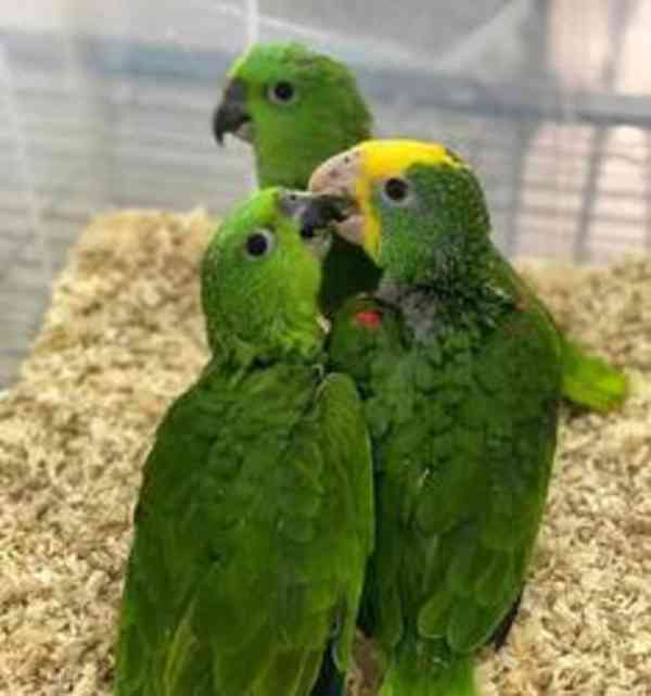 Mláďata i dospělí papoušci k dispozici - foto 3