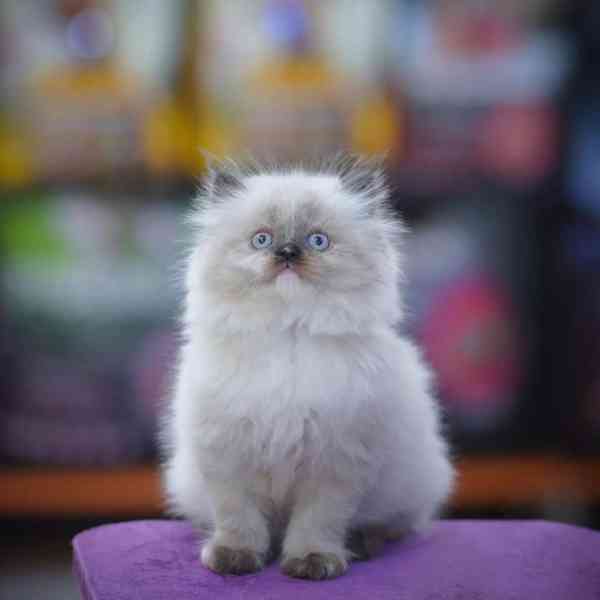 Krásné perské kotě hledá milující domov - foto 1