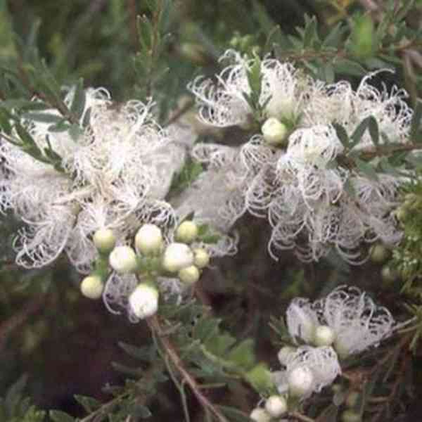 semena Melaleuca Alternifolia - Tea Tree